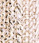 Bianka Slide - Gold